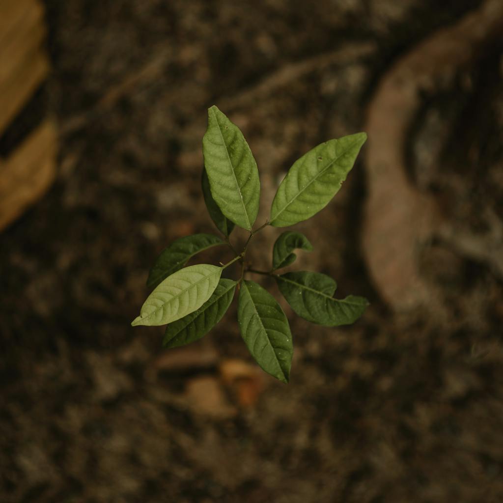 Close Up Photo of Green Seedling